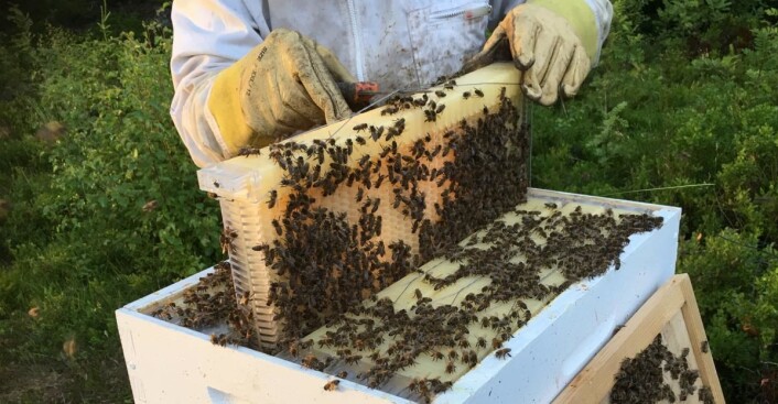 Kleivstua-biene har vært produktive denne sommeren. (Foto: Kleivstua) Kleivstua-biene har vært produktive denne sommeren. (Foto: Kleivstua)