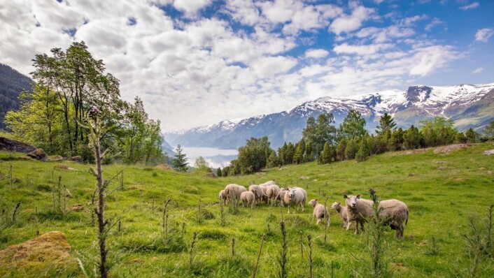 I årets konkurranse skal hovedretten lages på Gilde-lam fra Hardanger. (Foto: Gilde/Nortura Proff) I årets konkurranse skal hovedretten lages på Gilde-lam fra Hardanger. (Foto: Gilde/Nortura Proff)