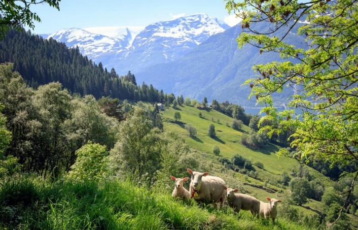Hovedretten i NM i kokkekunst 2017 ble laget på Gilde-lam fra Hardanger. (Foto: Gilde, Nortura Proff) Hovedretten i NM i kokkekunst 2017 ble laget på Gilde-lam fra Hardanger. (Foto: Gilde, Nortura Proff)
