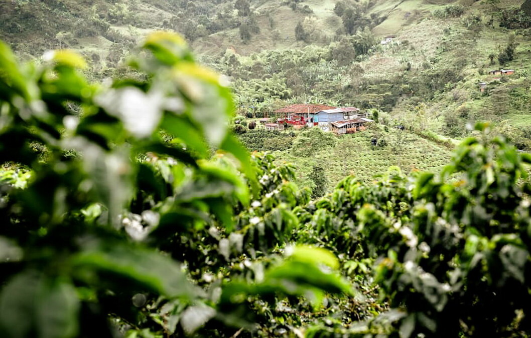 I Colombia har 61 kaffebønder jobbet tett med Nespresso for å skape den nøyaktige kvaliteten Nespresso var på jakt etter for å bringe deg denne kaffen. (Foto: Nespresso)