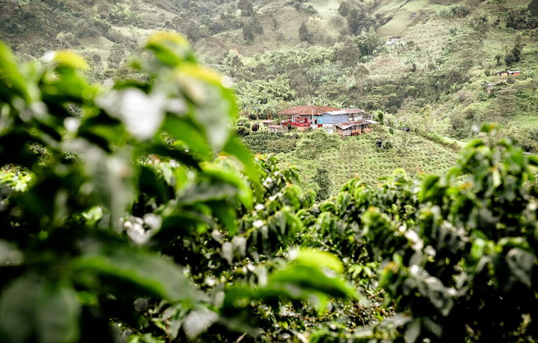 I Colombia har 61 kaffebønder jobbet tett med Nespresso for å skape den nøyaktige kvaliteten Nespresso var på jakt etter for å bringe deg denne kaffen. (Foto: Nespresso) I Colombia har 61 kaffebønder jobbet tett med Nespresso for å skape den nøyaktige kvaliteten Nespresso var på jakt etter for å bringe deg denne kaffen. (Foto: Nespresso)