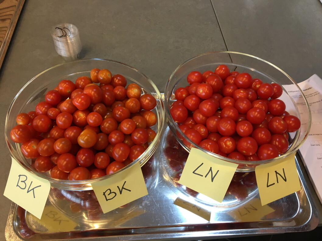 Smaker mørkerøde cherrytomater bedre enn de som er lysere i fargen? (Foto: Nofima) Smaker mørkerøde cherrytomater bedre enn de som er lysere i fargen? (Foto: Nofima)