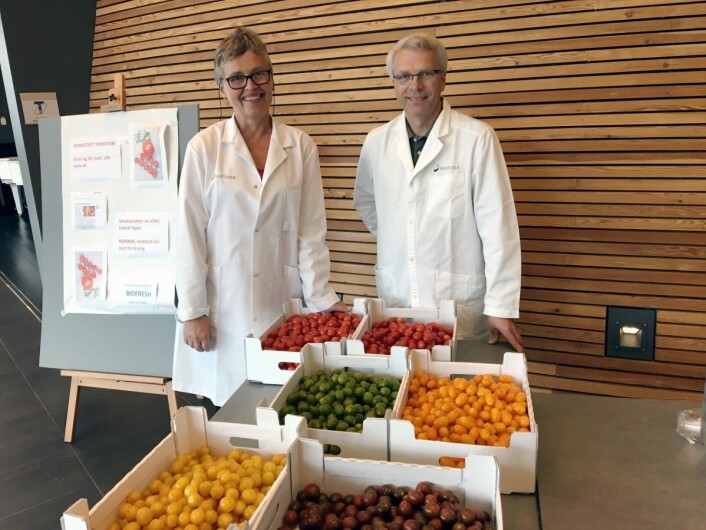 Test med fargede cherrytomater, utført av Jorunn Sofie Hansen, Nofima og Geir Håbesland, Brandgarden. (Foto: Nofima) Test med fargede cherrytomater, utført av Jorunn Sofie Hansen, Nofima og Geir Håbesland, Brandgarden. (Foto: Nofima)