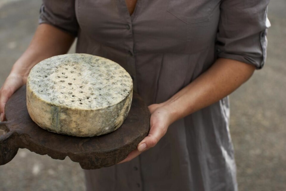 Kraftkar fra Tingvollost er den eneste norske osten som har vunnet World Cheese Awards. (Foto: Alexander Hagstadius)