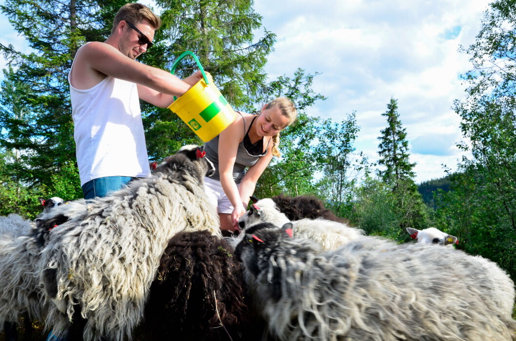 De to tidligere landslagskokkene Elise Bratteng Rønning og Marius Martinsen åpner mat- og overnattingsstedet Til Elise, Fra Marius i juni 2018. (Foto: Privat) De to tidligere landslagskokkene Elise Bratteng Rønning og Marius Martinsen åpner mat- og overnattingsstedet Til Elise, Fra Marius i juni 2018. (Foto: Privat)