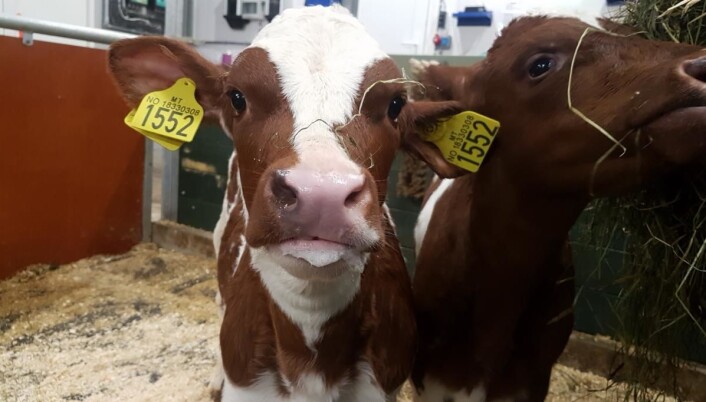 Paret skal samarbeide med lokale bønder og produsenter. (Foto: Privat) Paret skal samarbeide med lokale bønder og produsenter. (Foto: Privat)