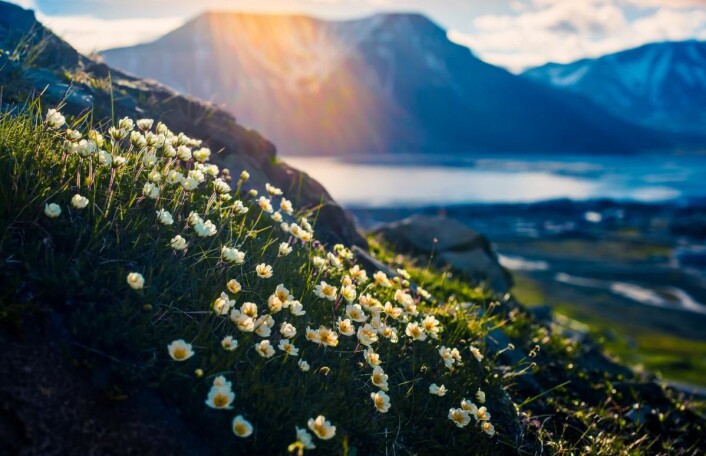 Det norske laget i Bocuse d’Or Europe, med Christian A. Pettersen i spissen, har ønsket å formidle den arktiske våren, floraen og midnattssolen i nord. (Foto: Shutterstock) Det norske laget i Bocuse d’Or Europe, med Christian A. Pettersen i spissen, har ønsket å formidle den arktiske våren, floraen og midnattssolen i nord. (Foto: Shutterstock)