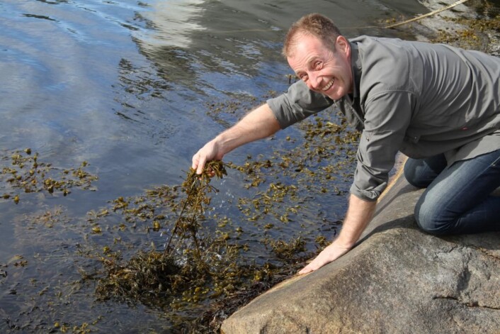 Bjørn Viken plukker "havets grønnsaker". (Foto: Heidi Fjelland) Bjørn Viken plukker "havets grønnsaker". (Foto: Heidi Fjelland)