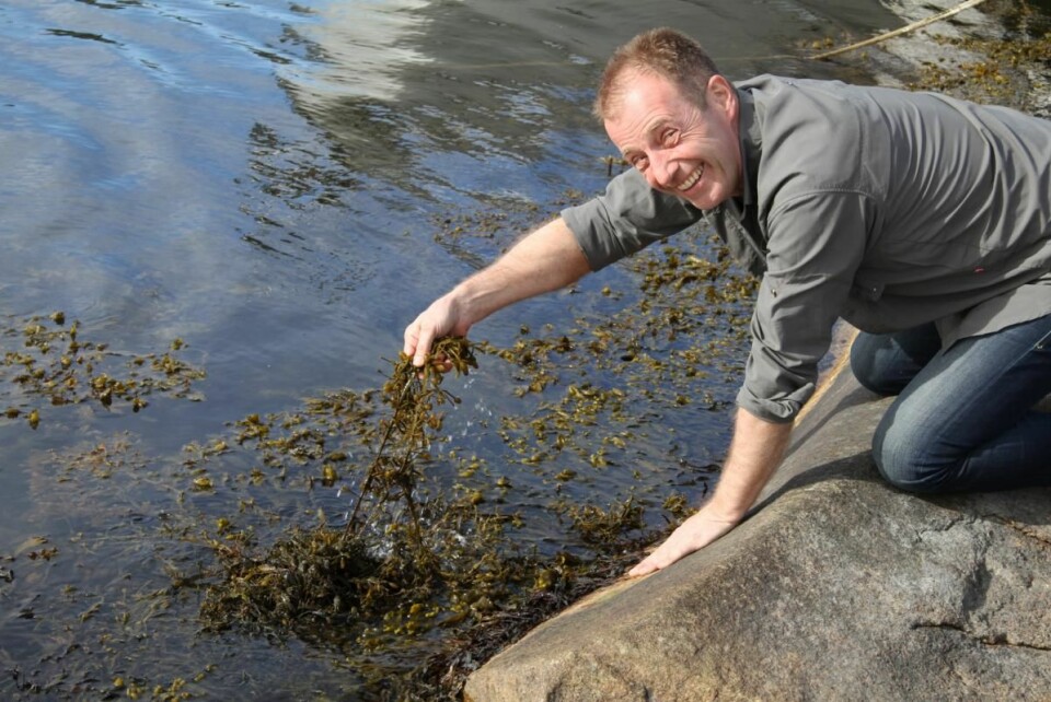 Bjørn Viken plukker 'havets grønnsaker'. (Foto: Heidi Fjelland)