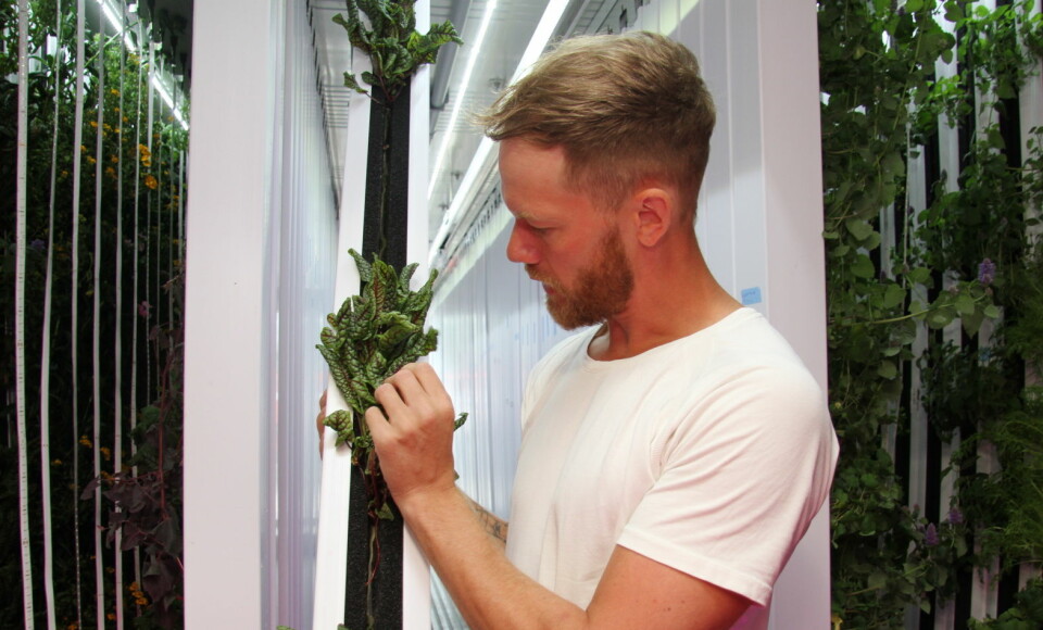 Det dyrkes om 30 forskjellige grønnsaker, salater og urter i den grønne dyrkecontaineren. Her studerer Magnus Humle rødstilket engsyre. (Foto: Morten Holt)