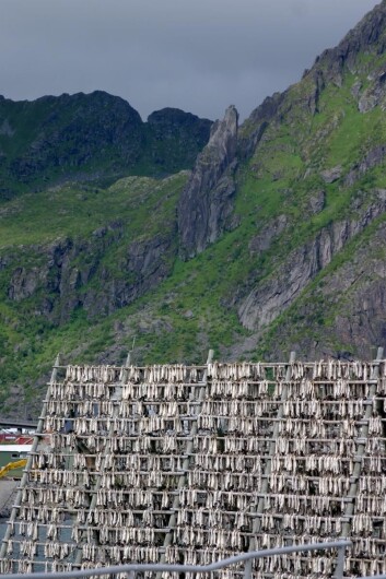 Illustrasjonsfoto: Morten Holt Illustrasjonsfoto: Morten Holt