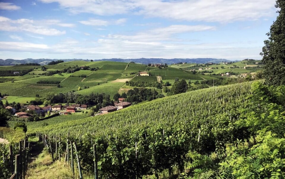 Ikke noe å si på utsikten utover det typiske Piemonte-landskapet fra Villa Bella Piemonte. (Foto: Morten Holt)