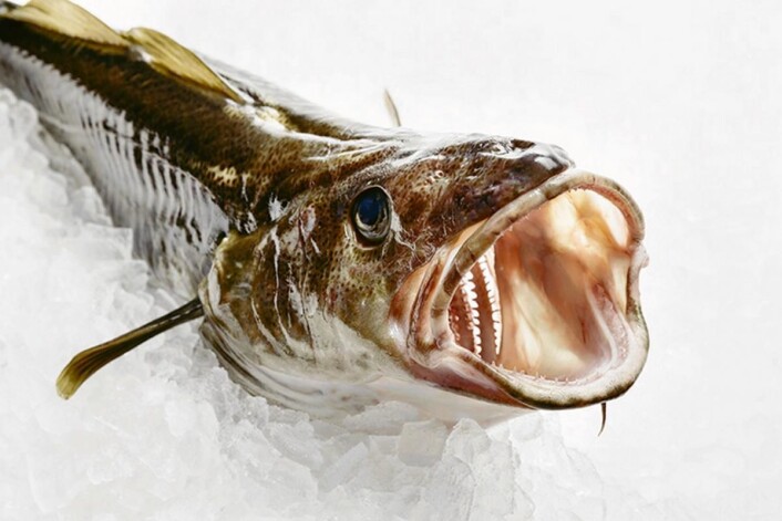 Skrei. (Foto: Marius Fiskum/Norges sjømatråd) Skrei. (Foto: Marius Fiskum/Norges sjømatråd)