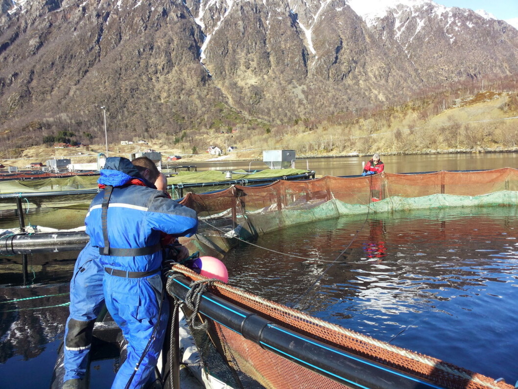 Jon Bertil Aakernes og Thomas Hellebust monterer Dropin hos Sigerfjord Fisk. (Foto: Aga/Sigerfjord Fisk) Jon Bertil Aakernes og Thomas Hellebust monterer Dropin hos Sigerfjord Fisk. (Foto: Aga/Sigerfjord Fisk)