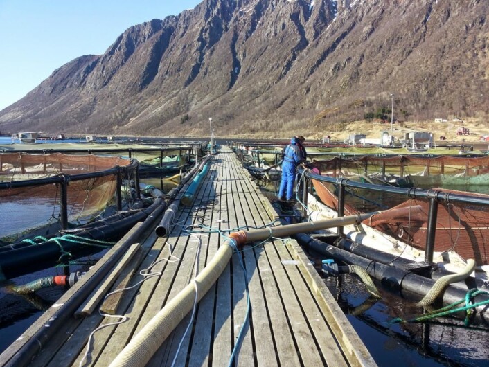 (Foto: Aga/Sigerfjord Fisk) (Foto: Aga/Sigerfjord Fisk)