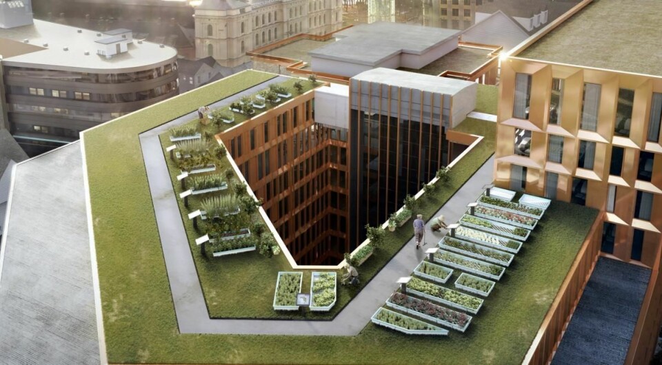 Norges største takåker på 200 kvadratmeter, GrowHub, på taket til Clarion Hotel The Hub. (Foto: Clarion Hotel)
