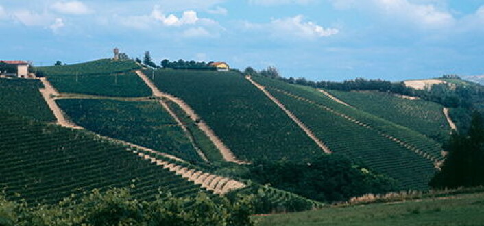 Fra Cascina Badarina. (Foto: Bersano) Fra Cascina Badarina. (Foto: Bersano)