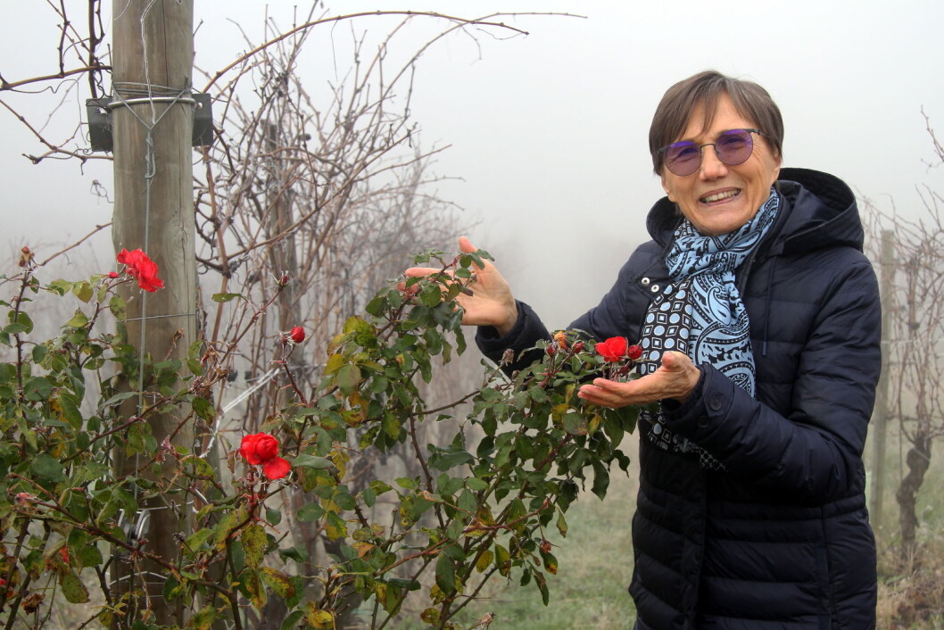 Maria Borio viser frem rosebuskene på vingården. (Foto: Morten Holt) Maria Borio viser frem rosebuskene på vingården. (Foto: Morten Holt)
