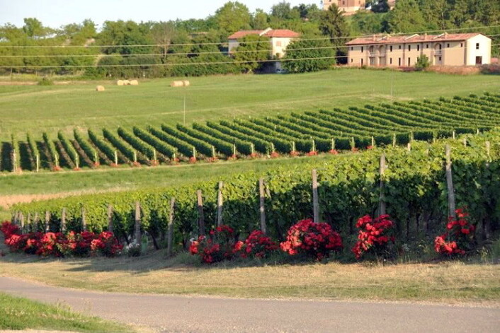 Rosebusker i vinmarka. (Foto: Cascina Castlét) Rosebusker i vinmarka. (Foto: Cascina Castlét)