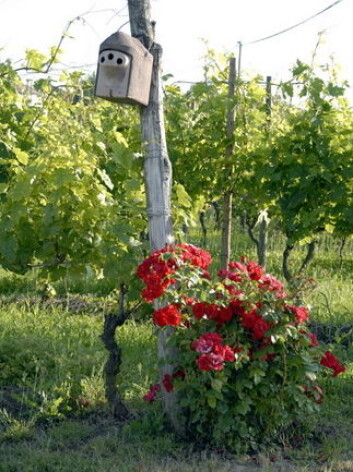 Fuglebur og rosebusker. (Foto: Cascina Castlét) Fuglebur og rosebusker. (Foto: Cascina Castlét)
