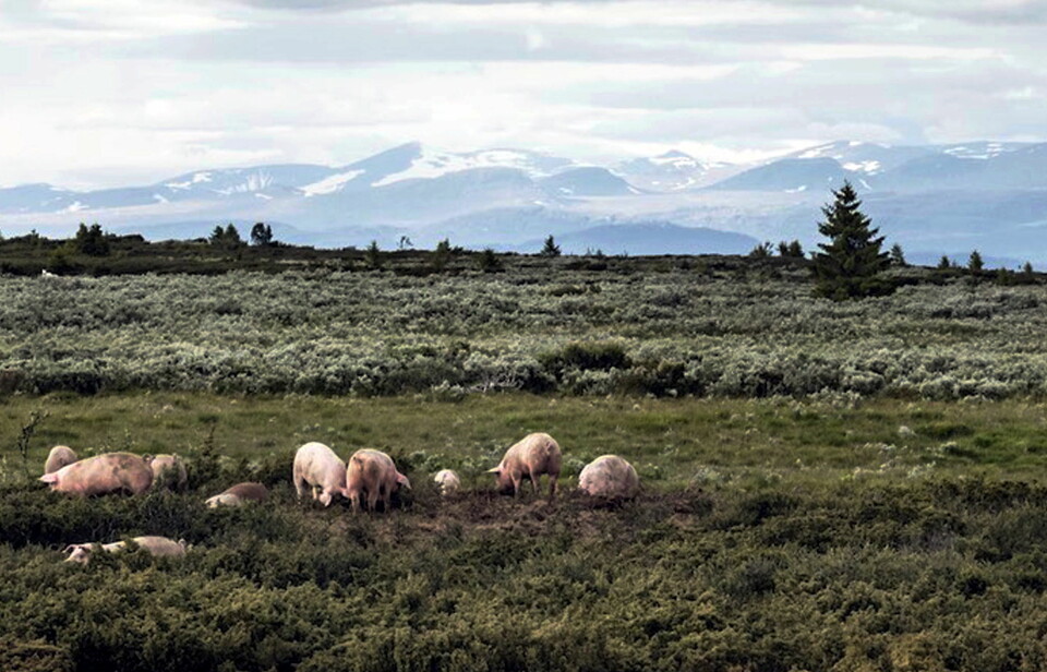 Stølsvidda/Fjellgris er finalist i «Årets lokalmatgründer 2019». Her nyter grisene livet på vidda med fjelltoppene Nautgardstind og Stornubben i bakgrunnen. (Foto: Stolsvidda.com)