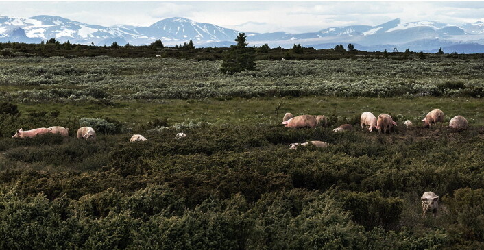 Grisen i Valdres nyter livet på vidda i Valdres - med ruvende fjell som Besshø og Nautgardstind i bakgrunnen. (Foto: Stolsvidda.com) Grisen i Valdres nyter livet på vidda i Valdres - med ruvende fjell som Besshø og Nautgardstind i bakgrunnen. (Foto: Stolsvidda.com)