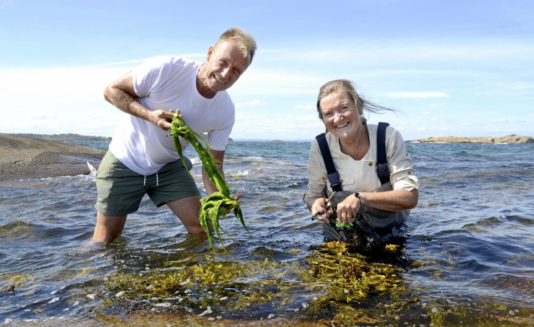 Anne-Lise og Bjørn Viken er ute og sanker. (Foto: Mariann Tvete/Ting med tang/Tangweb) Anne-Lise og Bjørn Viken er ute og sanker. (Foto: Mariann Tvete/Ting med tang/Tangweb)