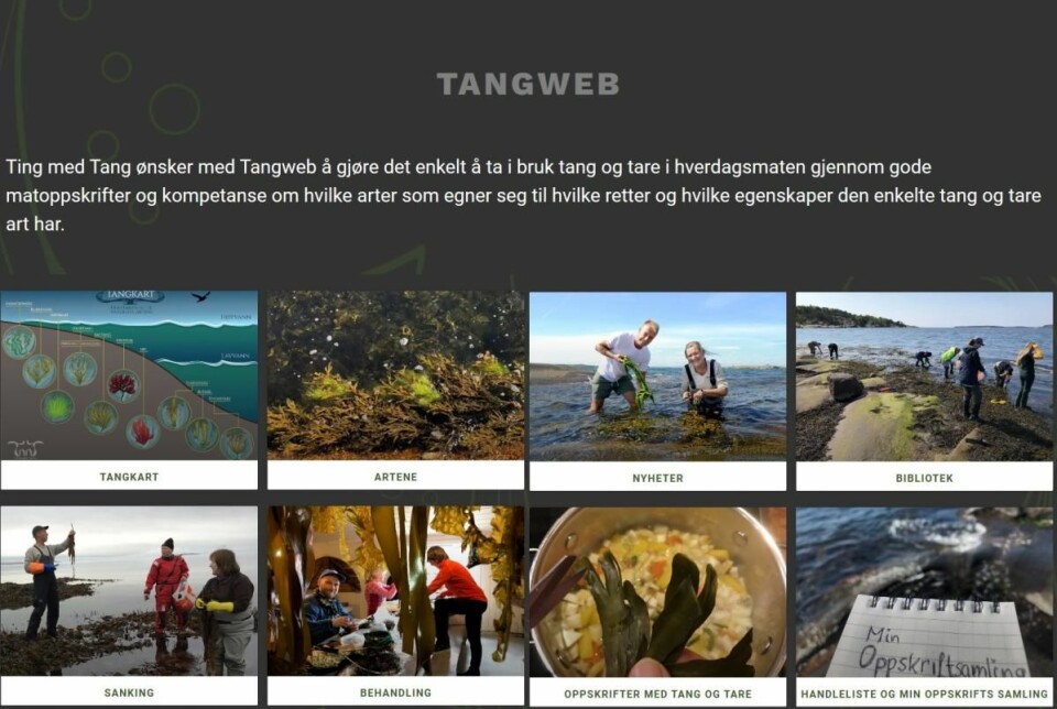 Tangweb gir deg det du trenger å vite om tang i fjæra. (Foto: Ting med tang/Tangweb)