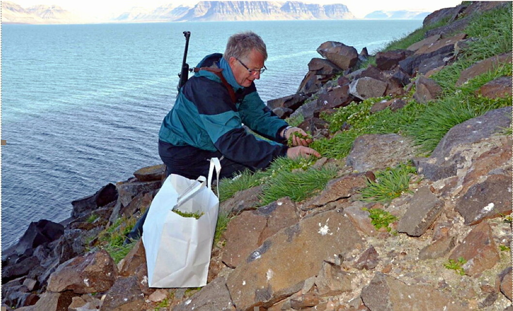 Det var Jan Haugan (bildet) og botaniker Rolv Hjelmstad i Urtekilden som sto for høstingen, og sørget for at det var de riktige plantene som ble tatt med fra Svalbard, der all fauna er fredet. (Foto: Det Norske Brenneri) Det var Jan Haugan (bildet) og botaniker Rolv Hjelmstad i Urtekilden som sto for høstingen, og sørget for at det var de riktige plantene som ble tatt med fra Svalbard, der all fauna er fredet. (Foto: Det Norske Brenneri)