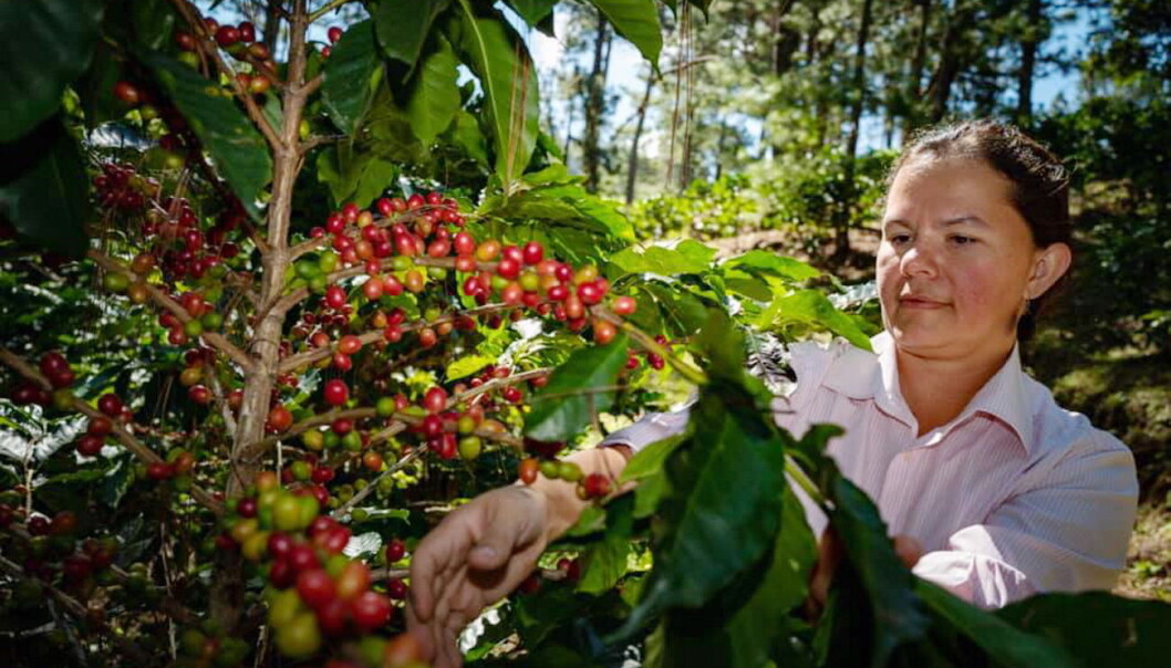 En av kaffebøndene som har deltatt i prosjektet holder til i Marcala, La Paz, i Honduras. (Foto: Löfbergs /Nordic Choice Hotels) En av kaffebøndene som har deltatt i prosjektet holder til i Marcala, La Paz, i Honduras. (Foto: Löfbergs /Nordic Choice Hotels)