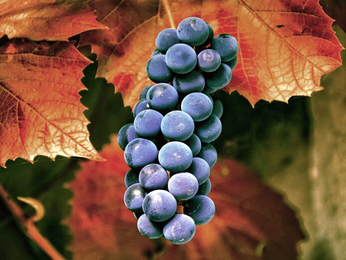 Carmenere-druen. Carmenere-druen.