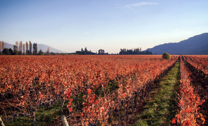 Vinmarker hos Emiliana Organic Vineyards. (Foto: Emiliana Organic Vineyards) Vinmarker hos Emiliana Organic Vineyards. (Foto: Emiliana Organic Vineyards)