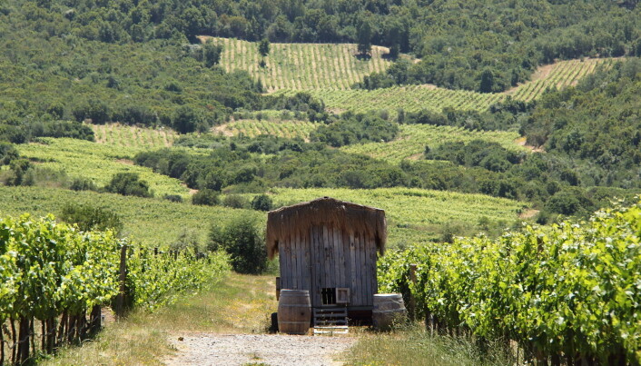 Emiliana Vineyards. (Foto: Emiliana Organic Vineyards) Emiliana Vineyards. (Foto: Emiliana Organic Vineyards)