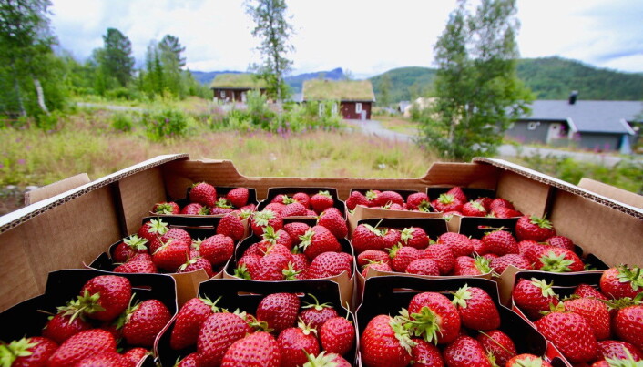 Beitostølen byr på mange fargerike «jordbæropplevelser», og er destinasjonen i fjellet som virkelig kan skilte med både eventyr og opplevelser på selve Beitostølen, om du vil gå opp på 2000-meters toppene, eller ta mere bedagelige turer i Jotunheimen. (Foto: DestinasjonsKirurgene) Beitostølen byr på mange fargerike «jordbæropplevelser», og er destinasjonen i fjellet som virkelig kan skilte med både eventyr og opplevelser på selve Beitostølen, om du vil gå opp på 2000-meters toppene, eller ta mere bedagelige turer i Jotunheimen. (Foto: DestinasjonsKirurgene)
