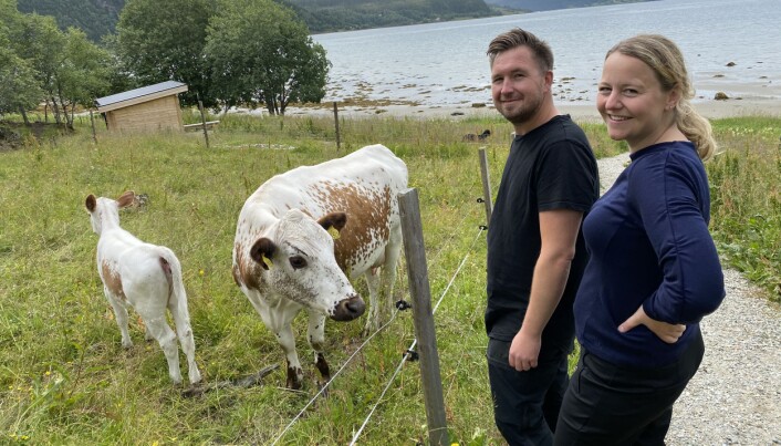 «Fra beite til bord»: Nede ved gapahuken ved fjorden beiter nordnorsk urfe. (Foto: Morten Holt) «Fra beite til bord»: Nede ved gapahuken ved fjorden beiter nordnorsk urfe. (Foto: Morten Holt)