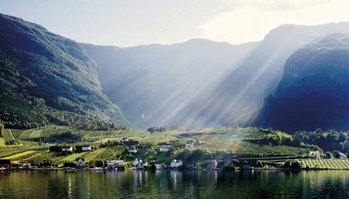 Foto: Tine Foto: Tine