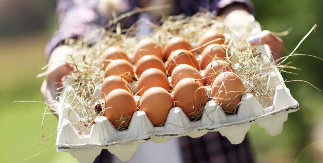 Illustrasjonsfoto: Orkla Illustrasjonsfoto: Orkla