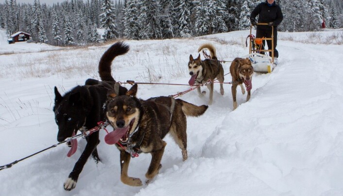Huskyene koser seg i snøen på Beitostølen. (Foto: Nicolay Flaaten) Huskyene koser seg i snøen på Beitostølen. (Foto: Nicolay Flaaten)