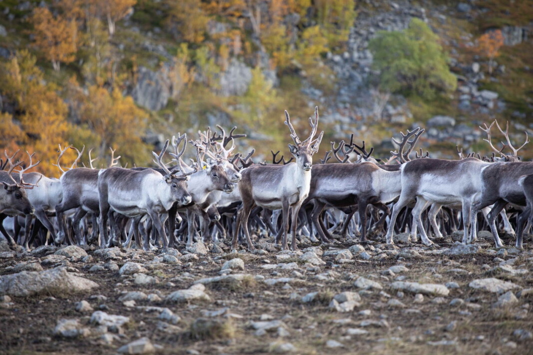 Foto: Knut Åserud/Finnmark Rein Foto: Knut Åserud/Finnmark Rein