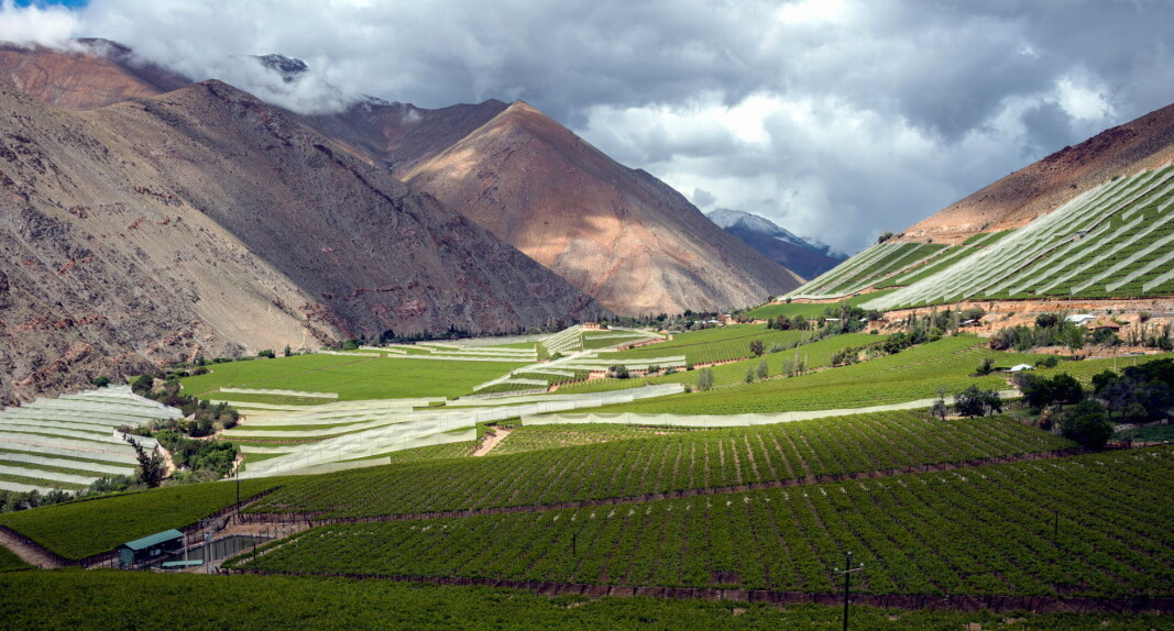 Vinmarker i Chile. (Illustrasjonsfoto: Colourbox.com) Vinmarker i Chile. (Illustrasjonsfoto: Colourbox.com)