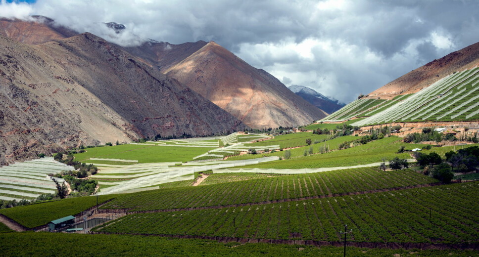 Vinmarker i Chile. (Illustrasjonsfoto: Colourbox.com)