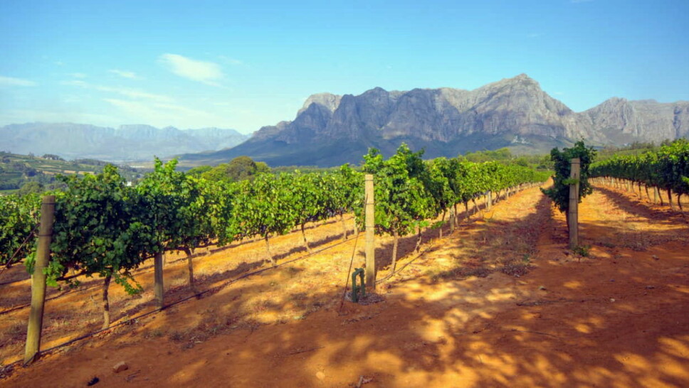 Vinmarker i Sør-Afrika. (Foto: Altia)