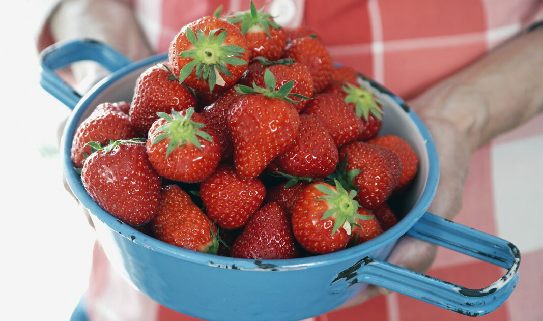 Det er ingen tvil - vi elsker norske jordbær. (Foto OFG)