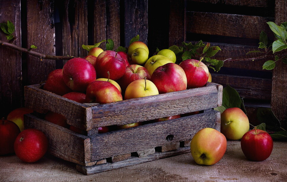 Norske epler har hatt en sunn oppvekst. Derfor smaker de så godt. (Foto: OFG)