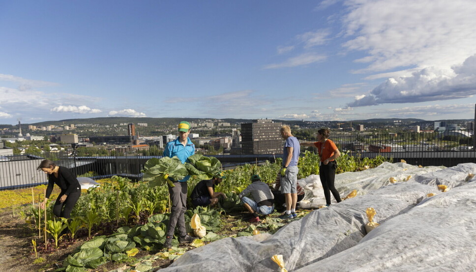 Det lokale sambruklaget avholder fermenteringskurs på taket. (Foto: Colin Eick /Eick Foto)