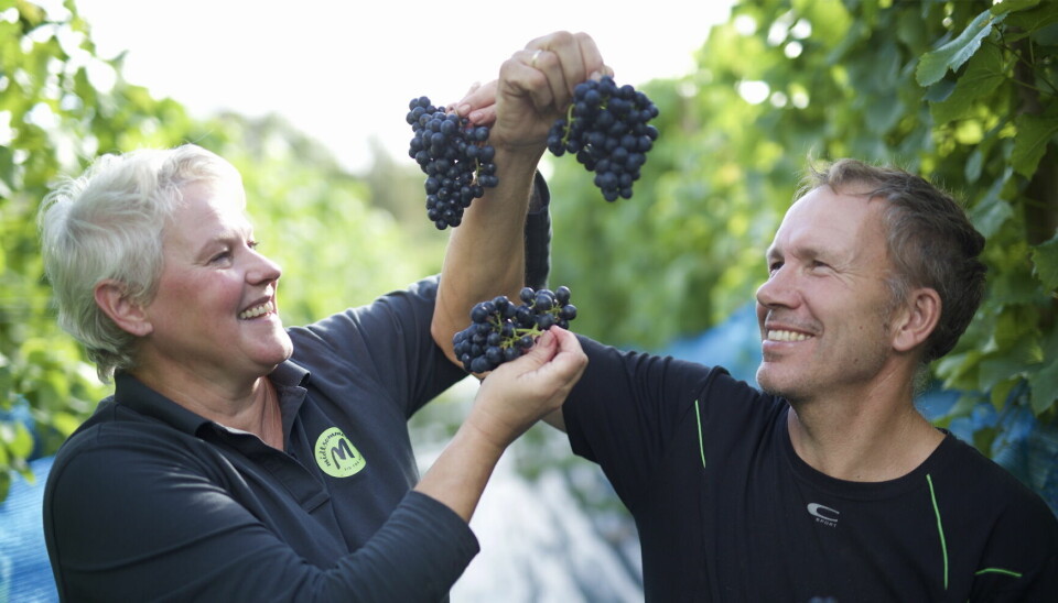 Etter 26 år som grisebønder valgte Toini Tobekk og Arild Hebnes å legge ned driften og satse på norsk vin på fulltid. Nå åpner de besøksvingården «Midtsommar». (Foto: Lise Bjelland)
