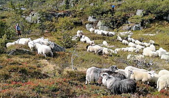 Bærekraftig lammekjøtt rett fra fjellbeite