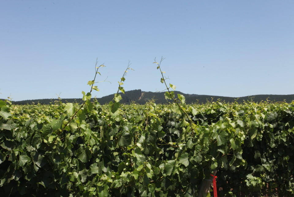 Bío Bío-dalen er en av de sørligste vinregionene i Chile – rett ved Patagonia