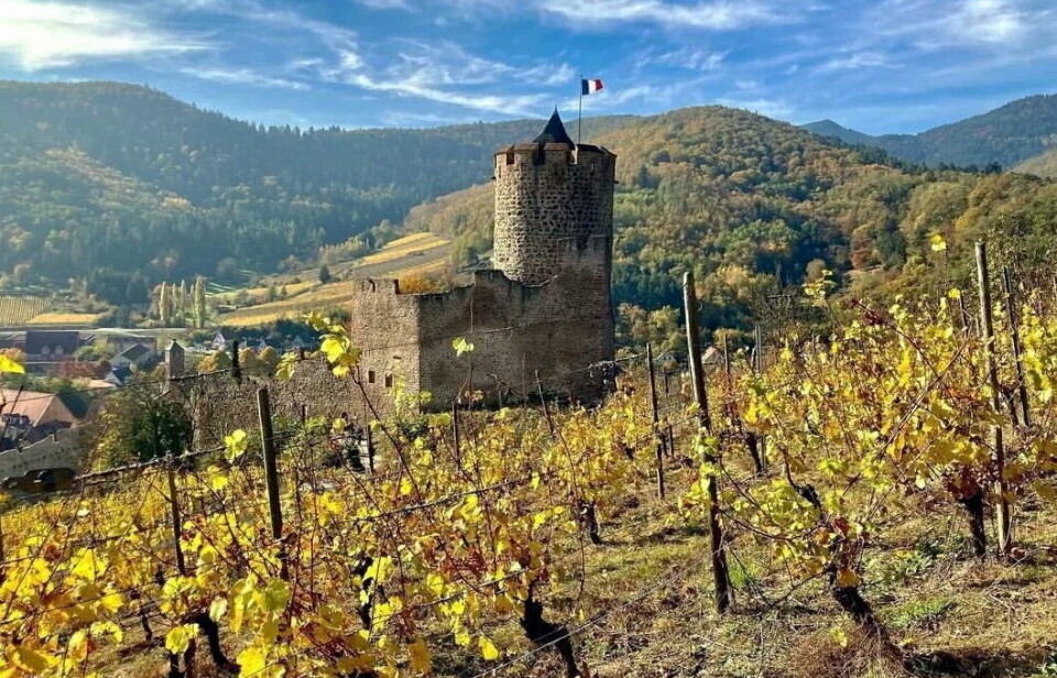 Middelalderslott midt i vinmarkene i Kaysersberg, en av Frankrikes vakreste landsbyer.