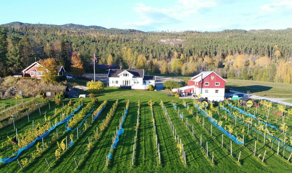 Lerkekåsa vingård i Telemark er til salgs.